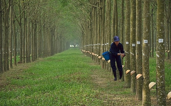 Chứng khoán BSC: Vườn cây của Cao su Phước Hòa đã già và năng suất thấp 